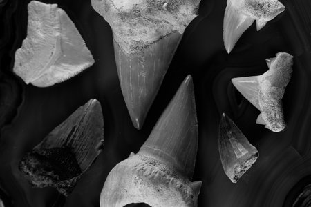 different shark teeth and antiquities in black and white style, top viewの写真素材