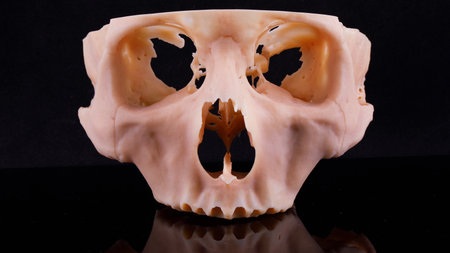 skull mockup for a dentist printed on a 3D printer, shot on a black background