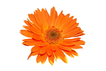Nice isolated orange flower macro                                       の写真素材