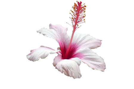 Beautiful orchid isolated on whiteの写真素材