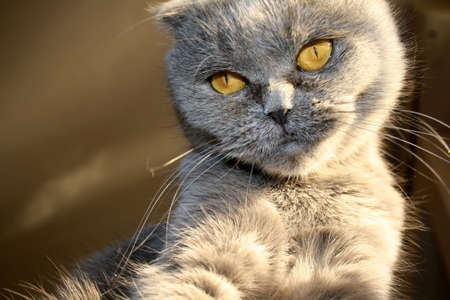 Scottish fold cat close-up photoの写真素材