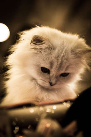 Longhaired higlander scottish catの写真素材