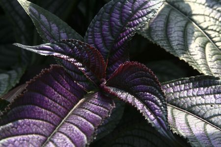 purple and green plant leavesの写真素材