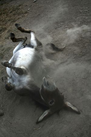 Donkey rolling in the dustの写真素材