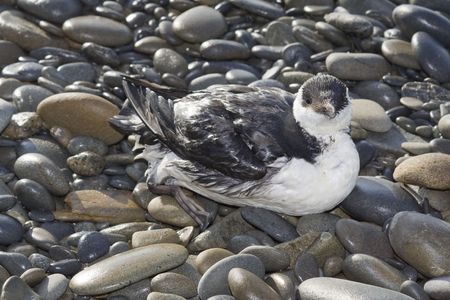 Black and white seabird resting on a rocky beachの写真素材