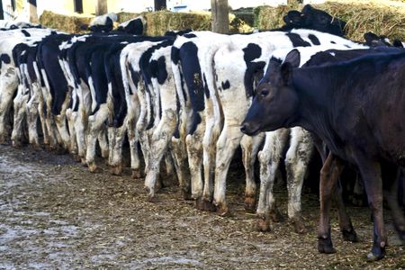 Cows eating from a trough in the paddock