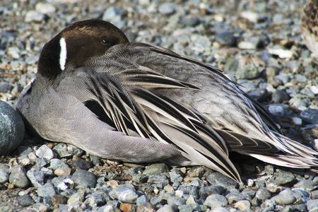 resting duckの写真素材