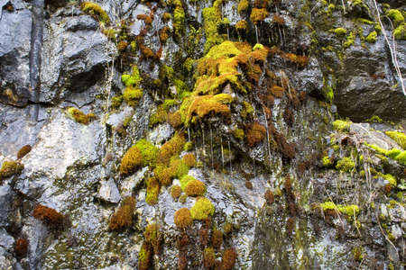 Colorful moss on wet rocks in the Pacific Northwestの写真素材