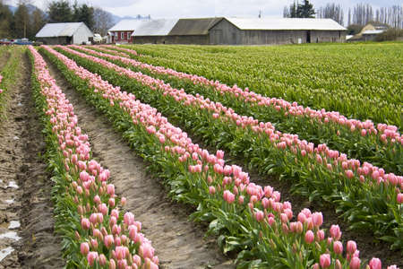 Pink tulips in bloom on a flower farm