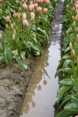 Pink tulips in bloom with a reflection in the waterの写真素材