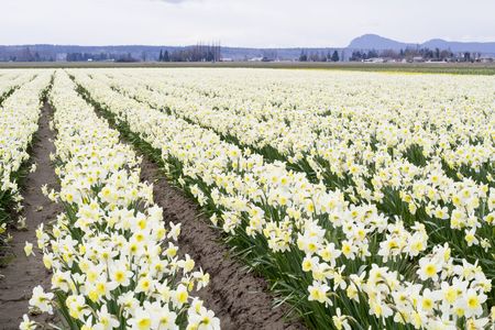 White daffodils in a field in Washingtonの写真素材