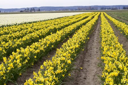 Yellow daffodils in a field in Washingtonの写真素材
