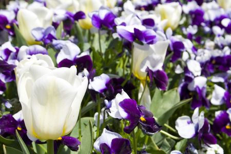 Beautiful purple and white spring flowers in bloomの写真素材