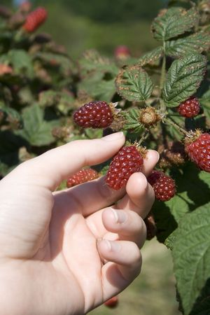 Picking a ripe tayberry from the vine