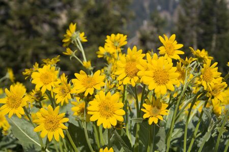 Oregon Sunshine wildflowers blooming in summer at Lassen Volcanic National Parkの写真素材