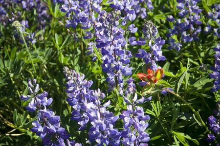 An Indian Paintbrush flower in a field of Lupineの写真素材