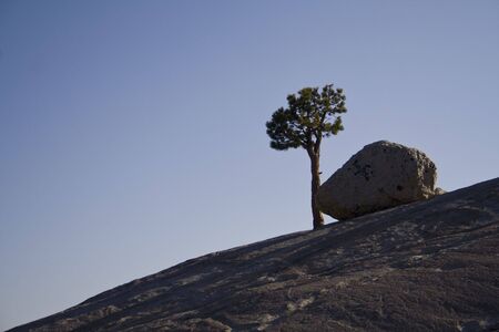 A lone tree and rock at duskの写真素材