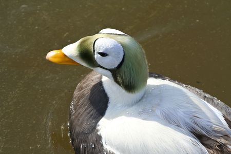 oddly colored duck on a pondの写真素材