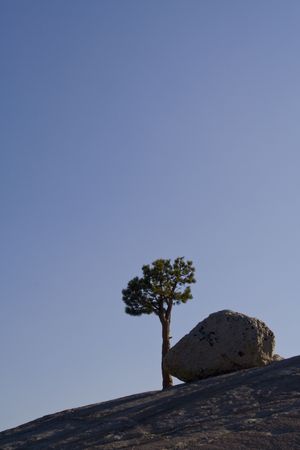 A lone tree and rock at duskの写真素材