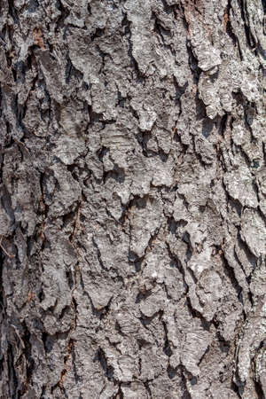 Tree bark with good detail up close
