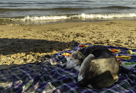 A mixed breed dog sleeping on the beach as the sun goes downの写真素材