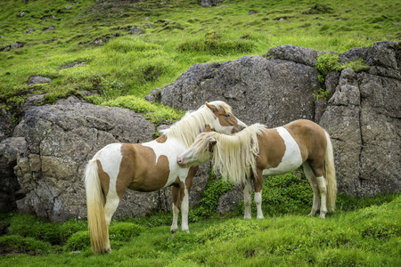 The Icelandic horse is a small, hardy, charismatic, and beautiful breedの写真素材