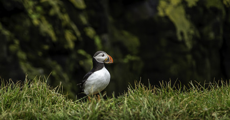 An Atlantic Puffin on the bird cliffs in western Icelandの写真素材