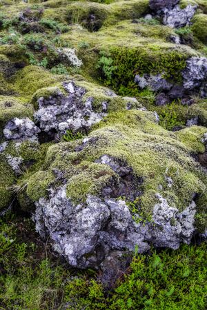Moss growing over old lava in Icelandの写真素材