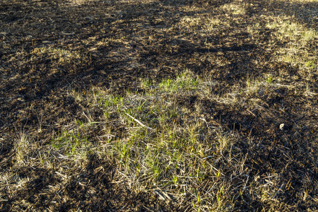 The charred remains following a prairie fire in Wisconsinの写真素材