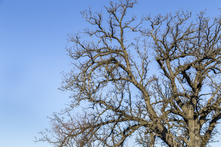 Bare oak tree branches against a blue sky