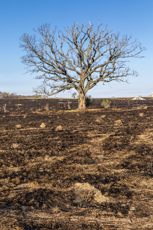 A large oak tree, although bare, still stands following a prairie fireの写真素材