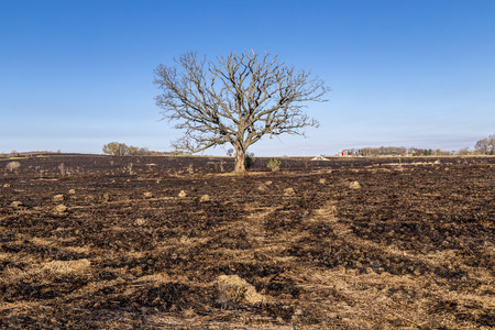 A large oak tree, although bare, still stands following a prairie fireの写真素材