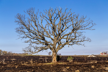 A large oak tree, although bare, still stands following a prairie fireの写真素材