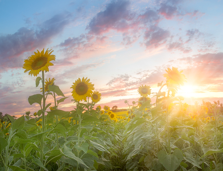 A field of blooming sunflowers at duskの写真素材