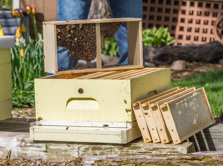A beekeeper installs a new package of bees in a hive