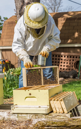A beekeeper installs a new package of bees in a hiveの写真素材