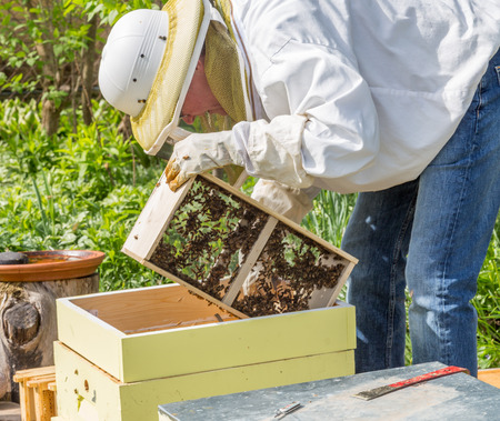 A beekeeper installs a new package of bees in a hive