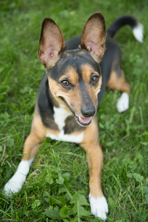A small terrier poses in the yardの写真素材