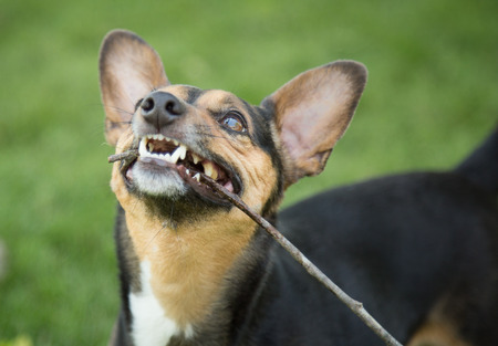 A Terrier playing with his favorite stickの写真素材