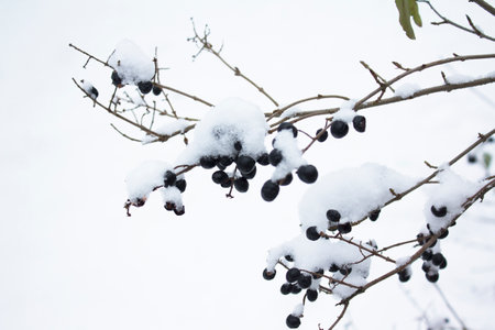 Black berries on branches with snow. Snow on the bushes with berriesの写真素材