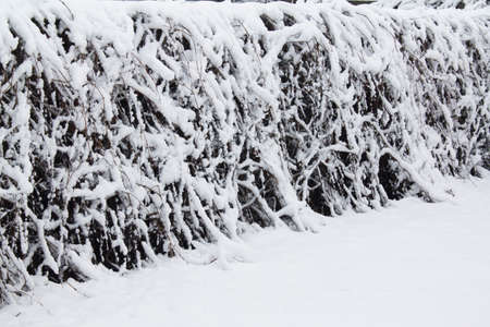 Ivy under the snow on the fence. Winter texture with free placeの写真素材