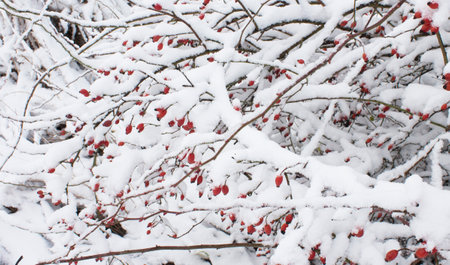 Winterberry tree mid winter, with snow covered branches and red berriesの写真素材
