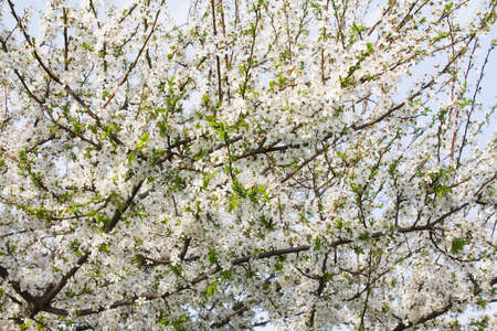 Apricot tree flower, seasonal floral nature background. Spring backroundの写真素材