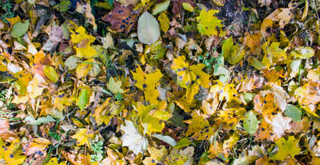 Red and orange autumn leaves background. Outdoor. Can be used as a background