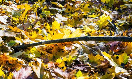 Red and orange autumn leaves background. Outdoor. Can be used as a backgroundの写真素材