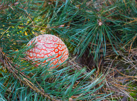 One red fly mushroom or toadstool in autumn forest sunlight on leaves background.