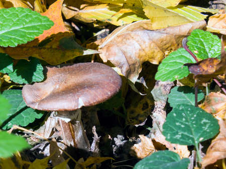 Mushroom in dense tall grass. Dead foliage around the Mushroomの写真素材