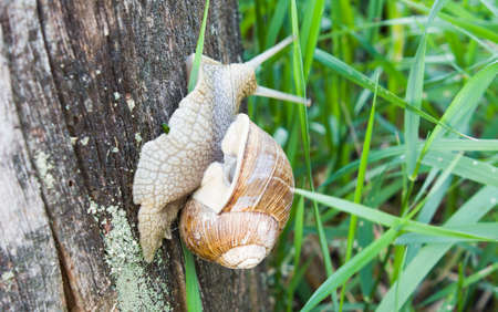 A snail crawls up the bark of a tree overgrown with moss. Green grass on the backgroundの写真素材