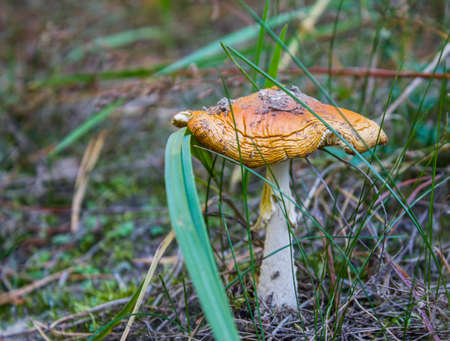Mushroom in dense tall grass. Dead foliage around the Mushroomの写真素材