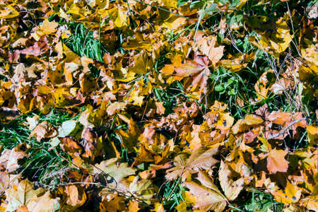 Red and orange autumn leaves background. outdoor. Can be used as a backgroundの写真素材